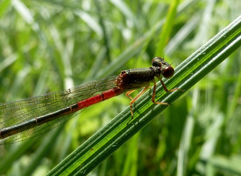 Ceriagrion tenellum femmina? S